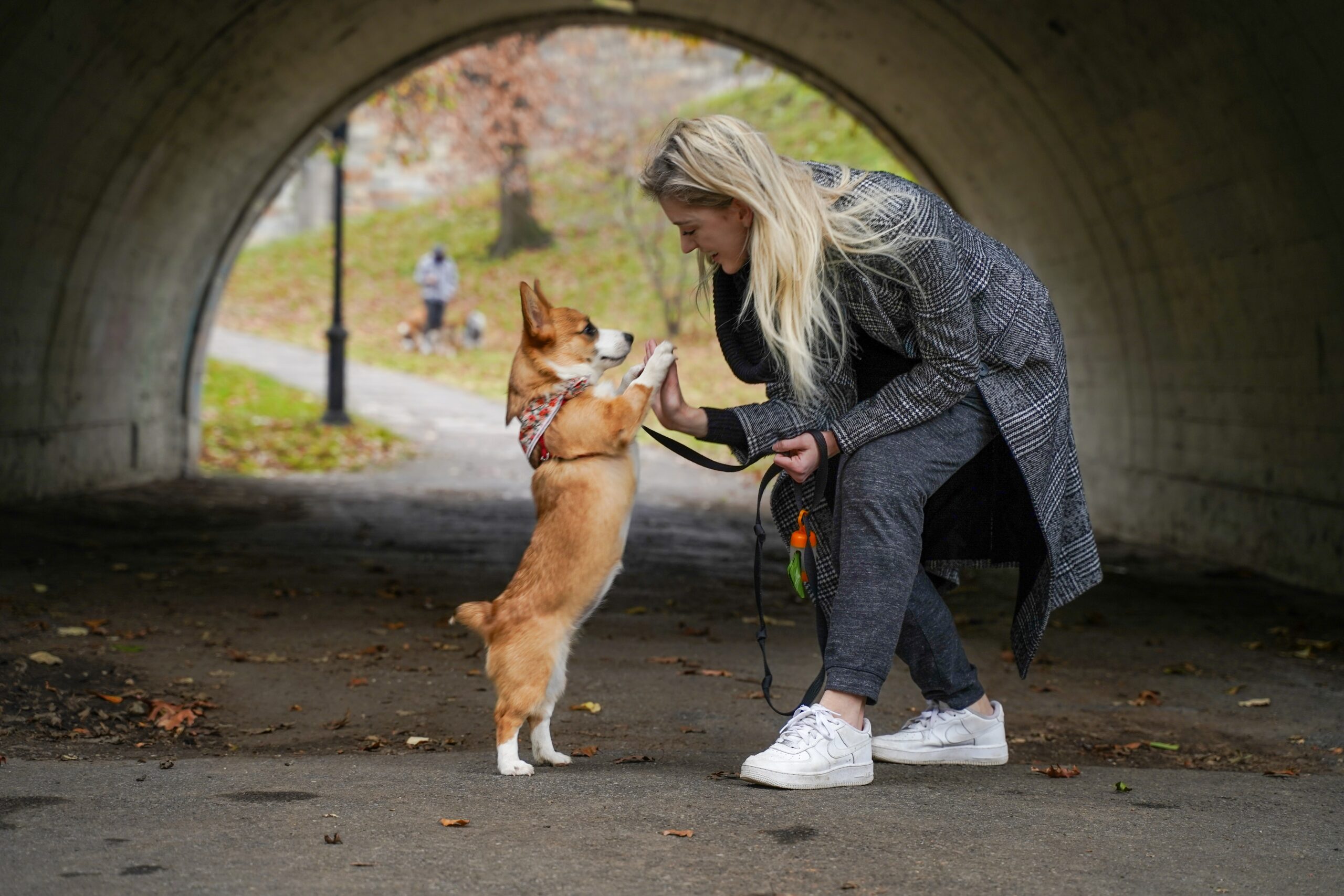 Femme éduquant un chien