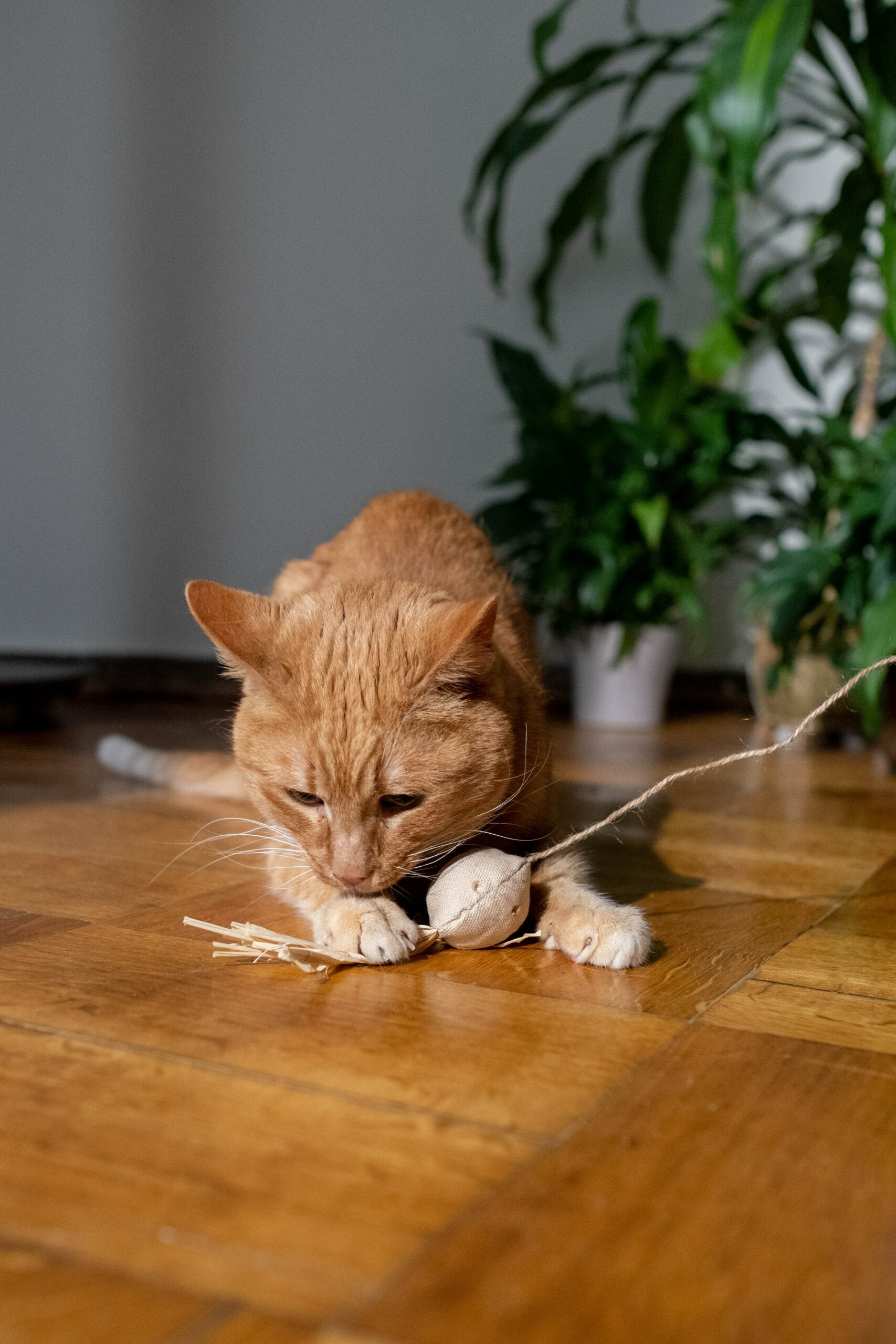 Petit chat jouant avec son jouet préféré lors d'un pet sitting