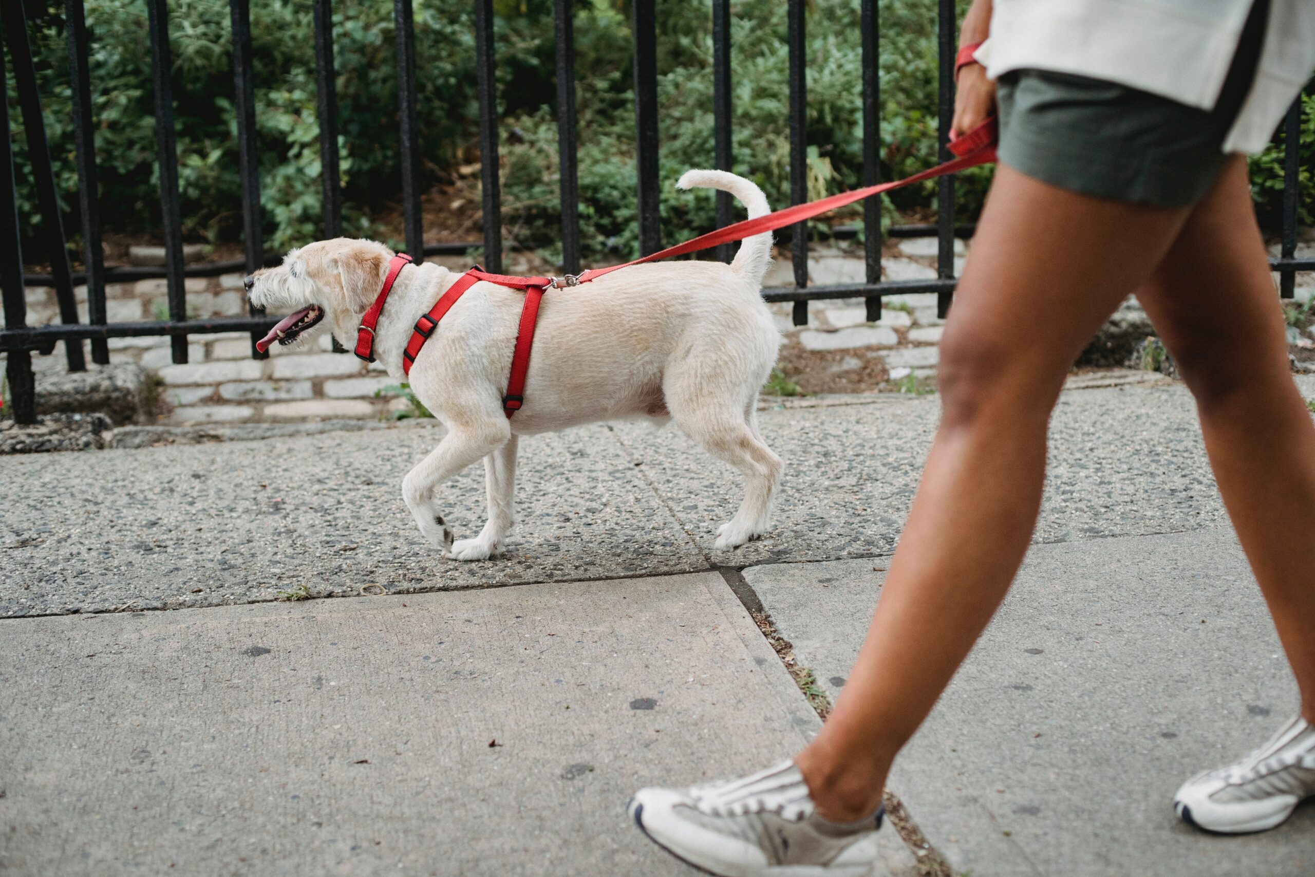 Chien en promenade