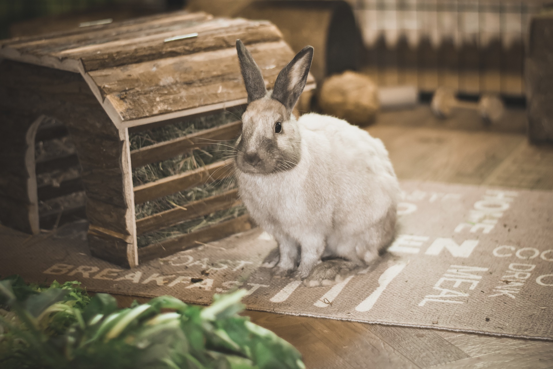 Lapin avec nourriture et cachette